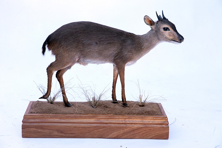 Full Mount